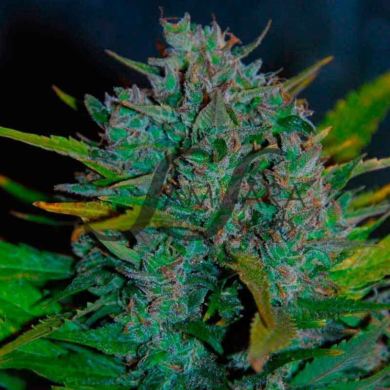 Ultraviolet, Фасовка: 3